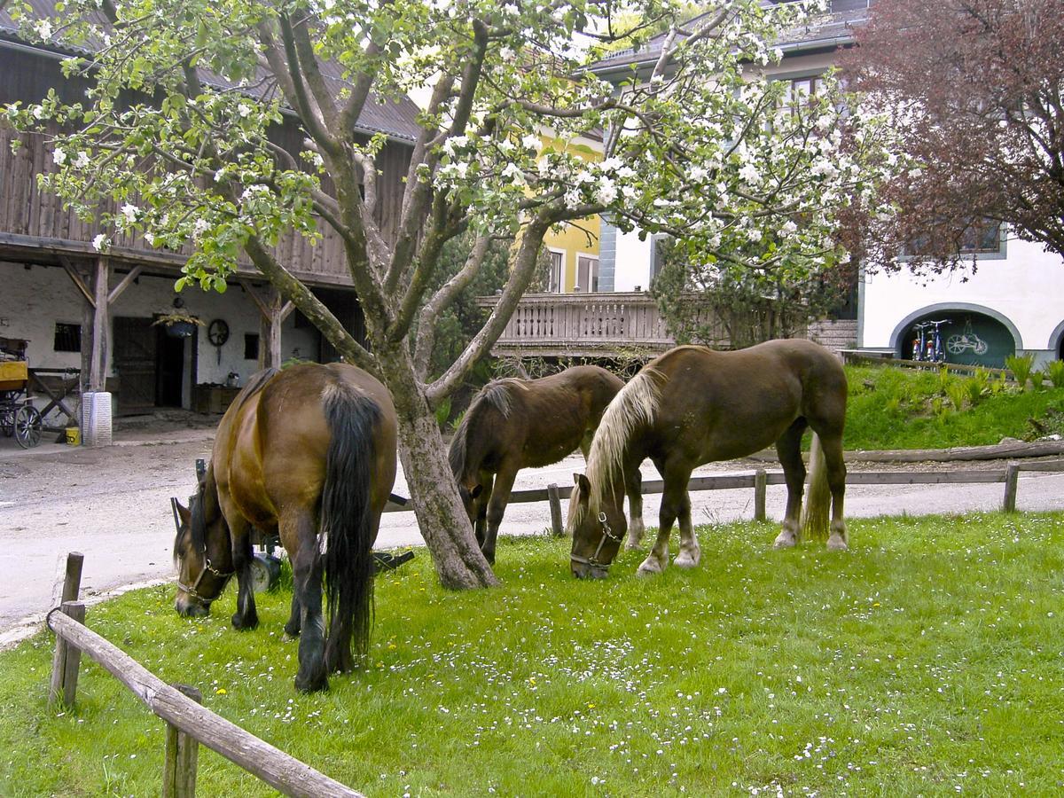 Gasthof Tell Paternion Esterno foto